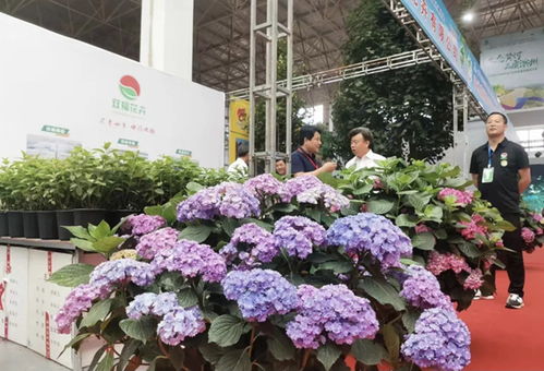 第十届黄河三角洲 滨州 惠民 绿化苗木博览会开幕