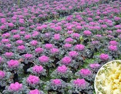 青州市拓达花卉苗木专业合作社的产品展示|主营产品-书生商务网