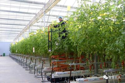 "智能植物工厂"年产番茄超15万公斤,拓展乡村振兴新业态!